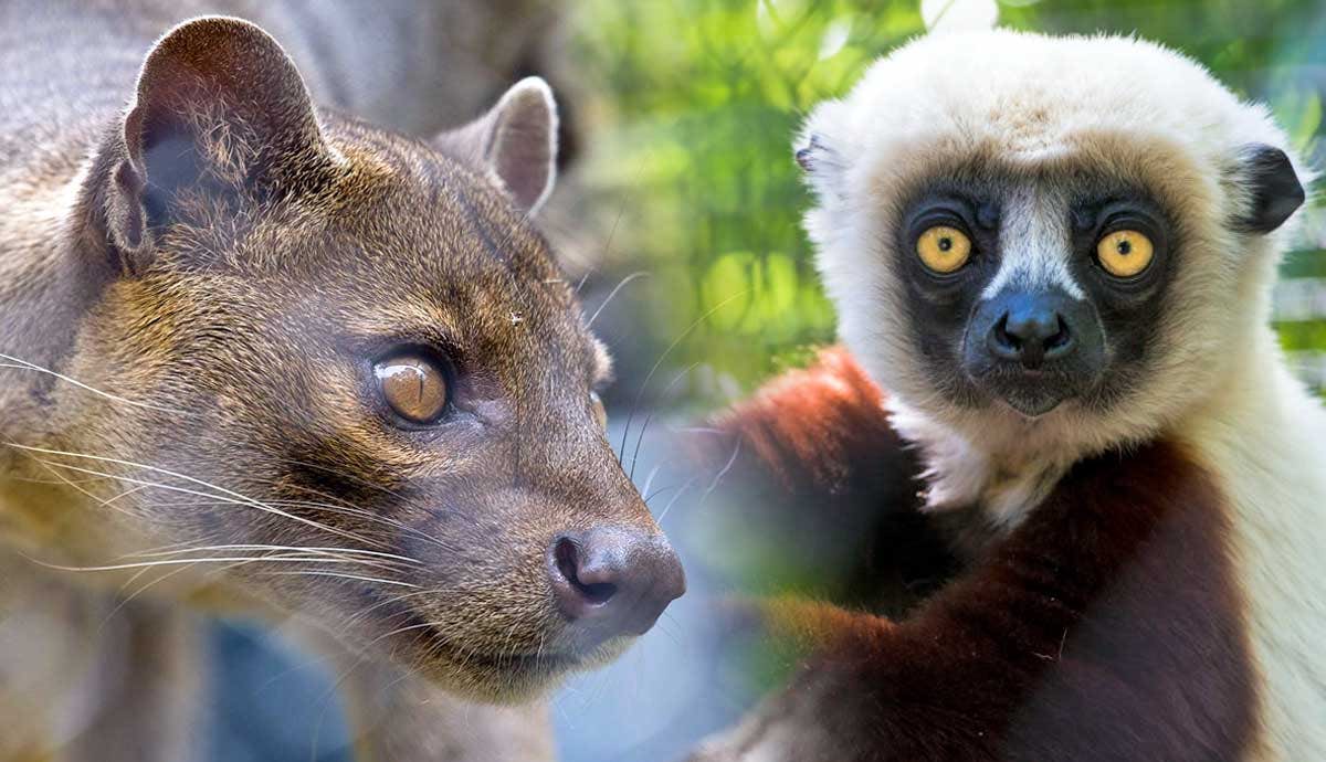 6 Endemic Animals of Madagascar