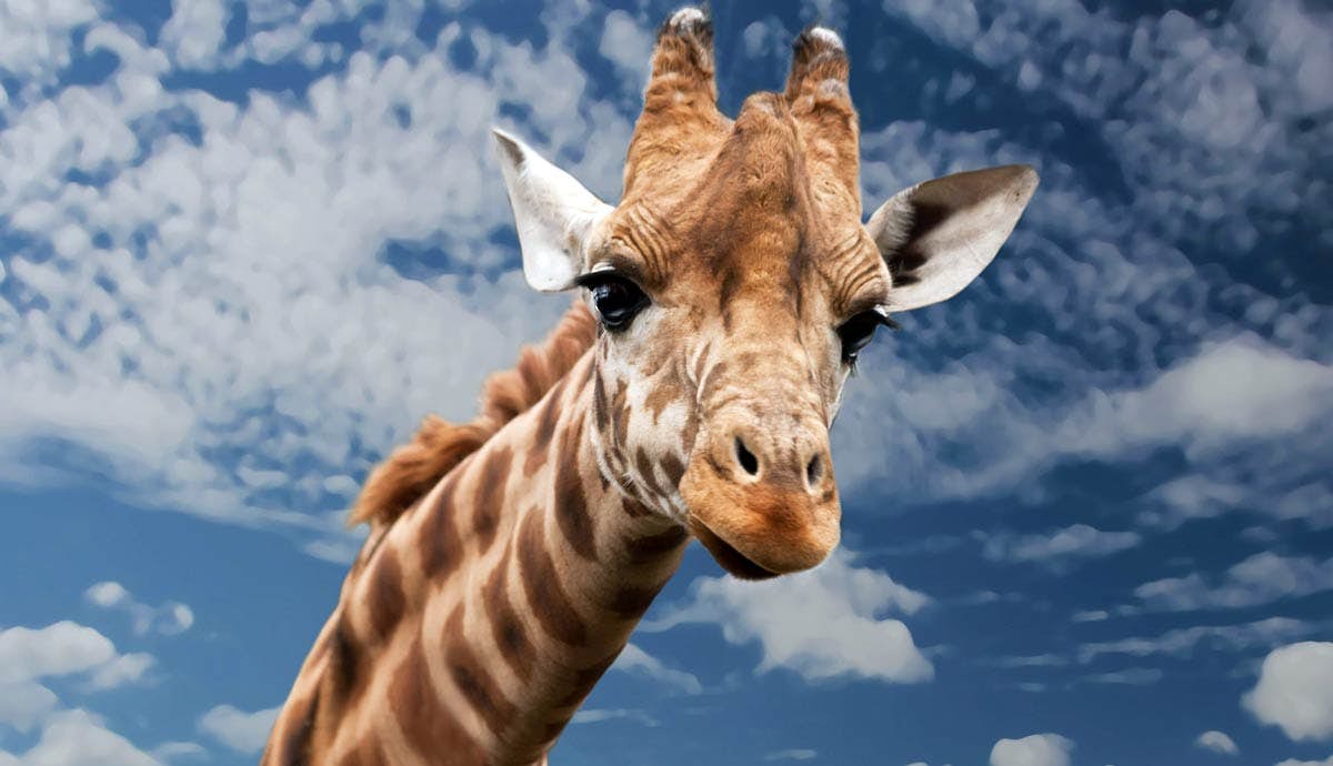 6 Facts About Giraffes: The World’s Tallest Land Mammals