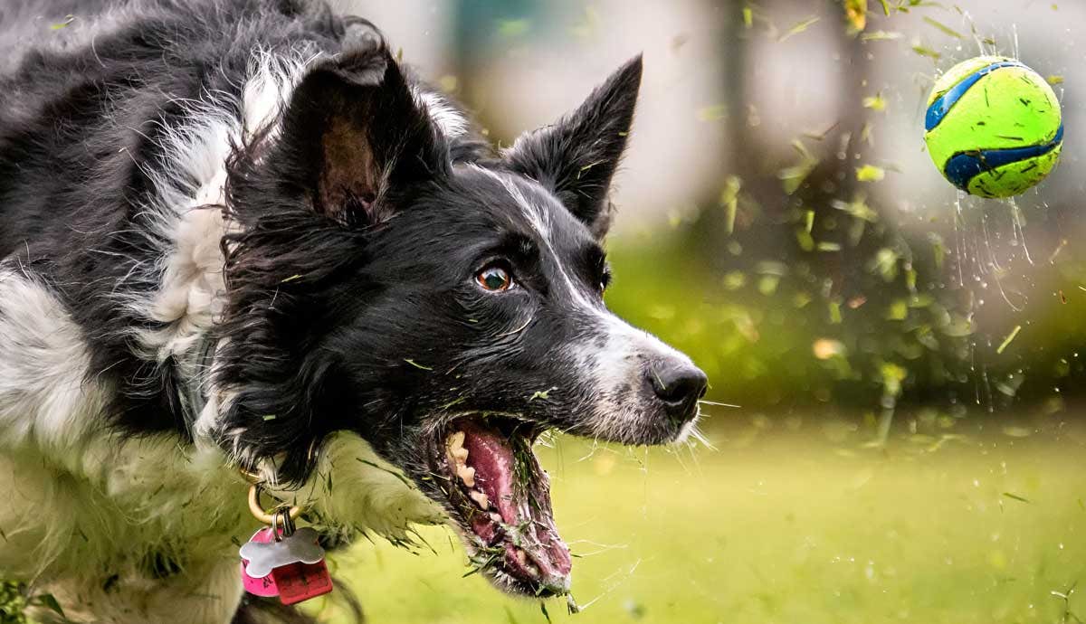 5 Facts and Fundamentals of Dog Sports