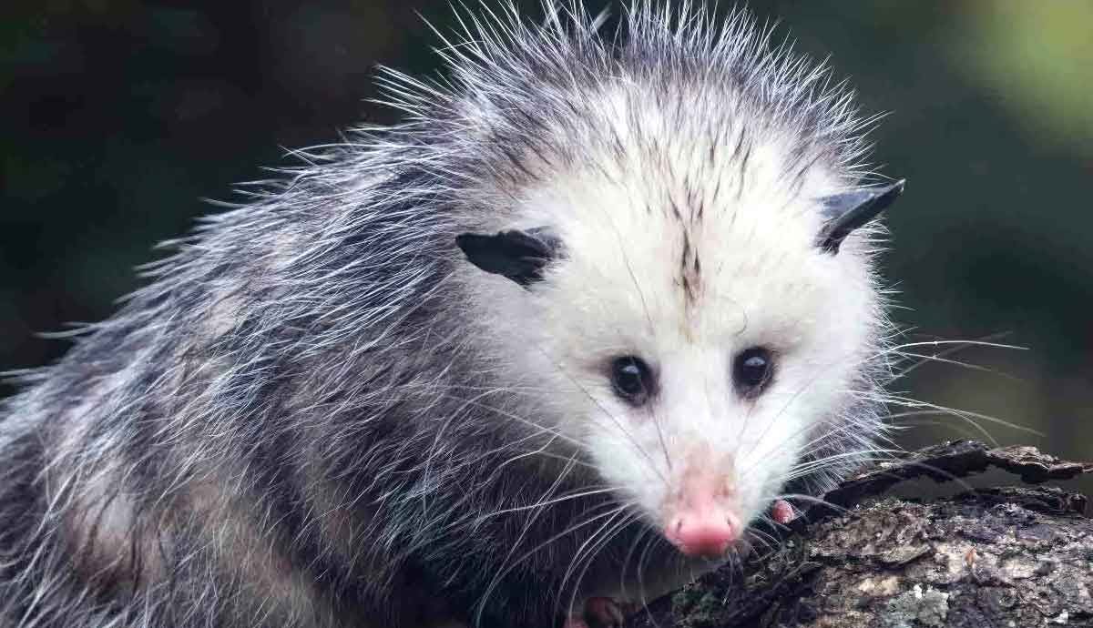 7 Fun Facts About Opossums