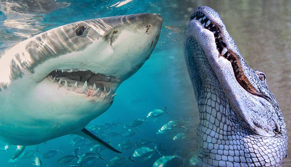Great White Shark vs. Crocodile: Who Would Win?