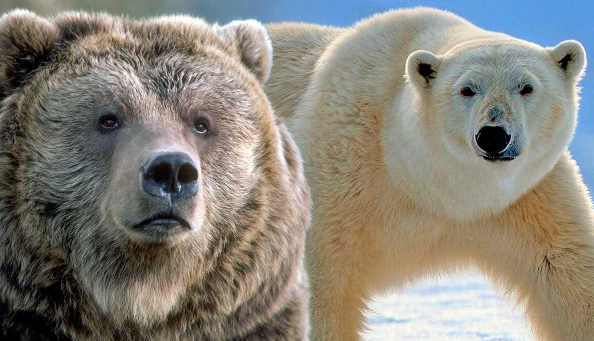 Grizzly vs. Polar: Which Bear Would Win?