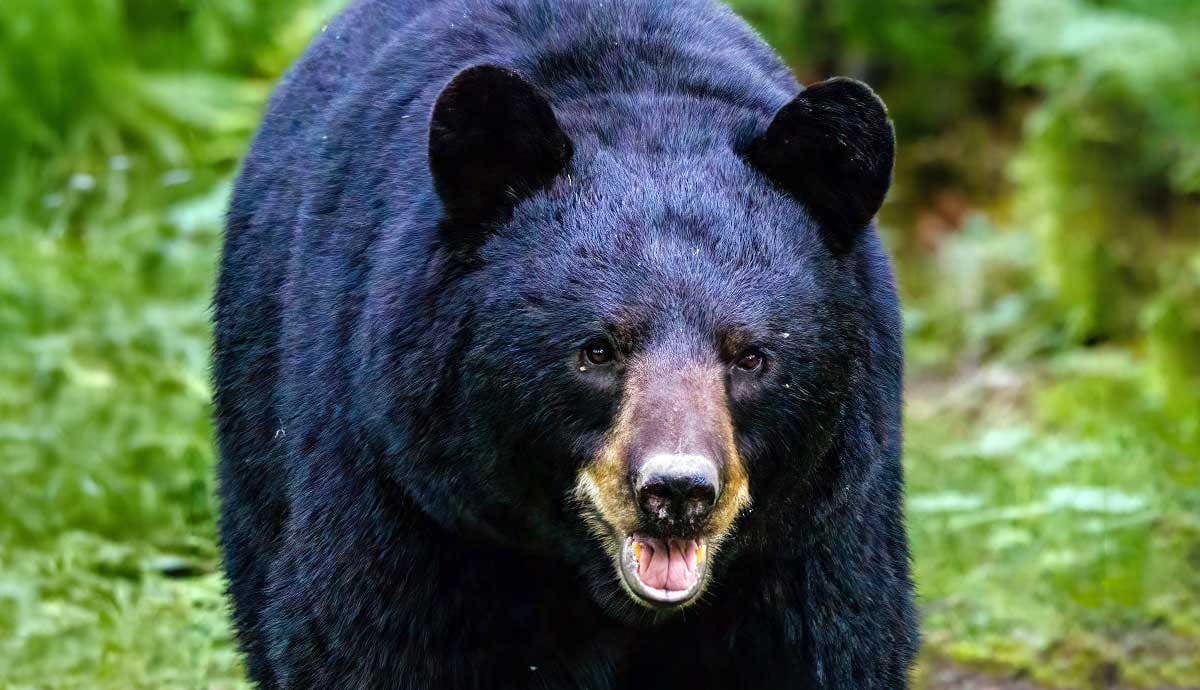 9 Interesting Facts About the American Black Bear