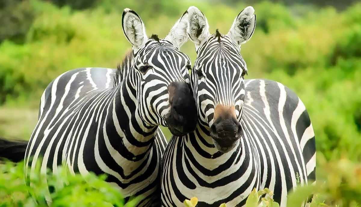 Top 8 Interesting Zebra Facts