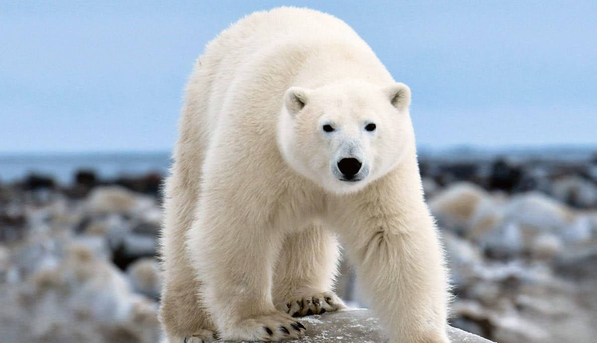 5 Jaw Dropping Facts About Polar Bears