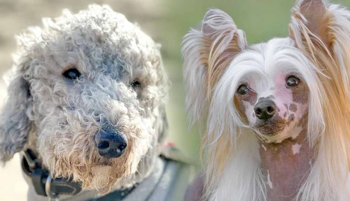 5 Low Shedding Dogs for People with Allergies