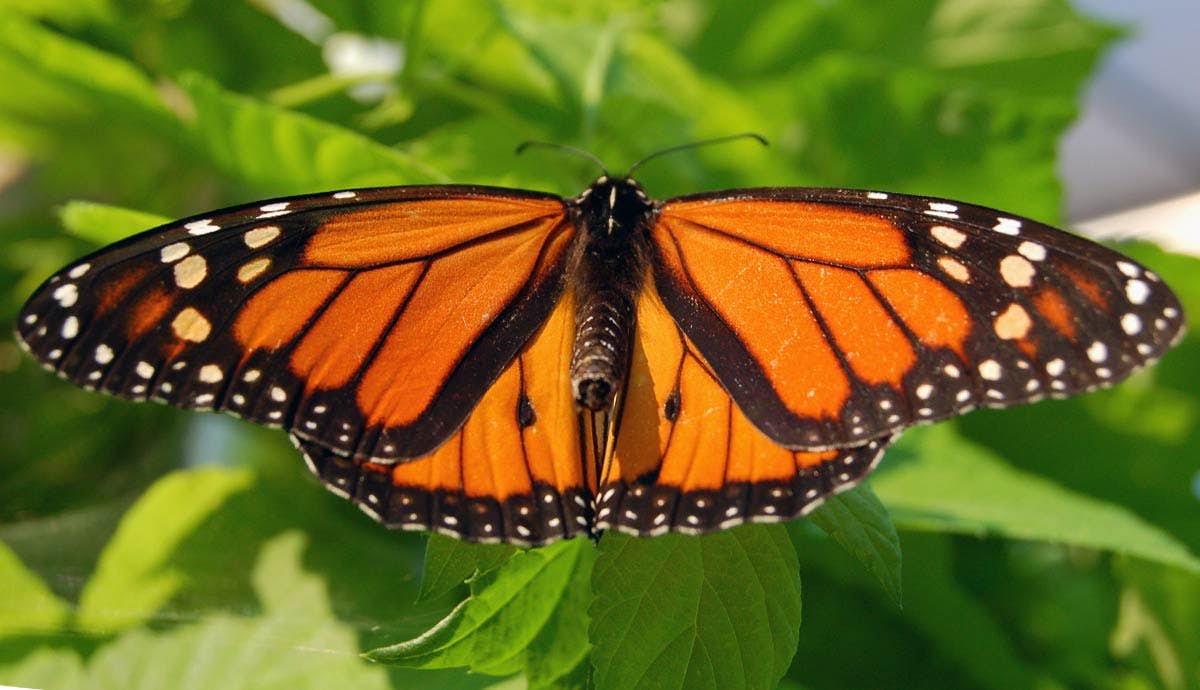 5 Monarch Butterfly Facts: Beautiful but Dangerous