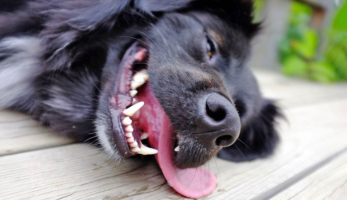 How to Recognize and Address Heat Stroke in Your Pets