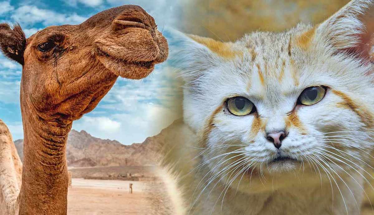 7 Remarkable Desert Dwelling Animals