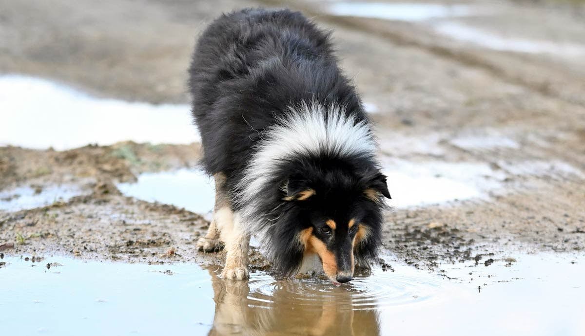 Should You Let Your Dog Drink Running Water Outdoors?
