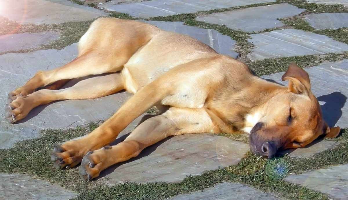 8 Signs of Heatstroke in Dogs