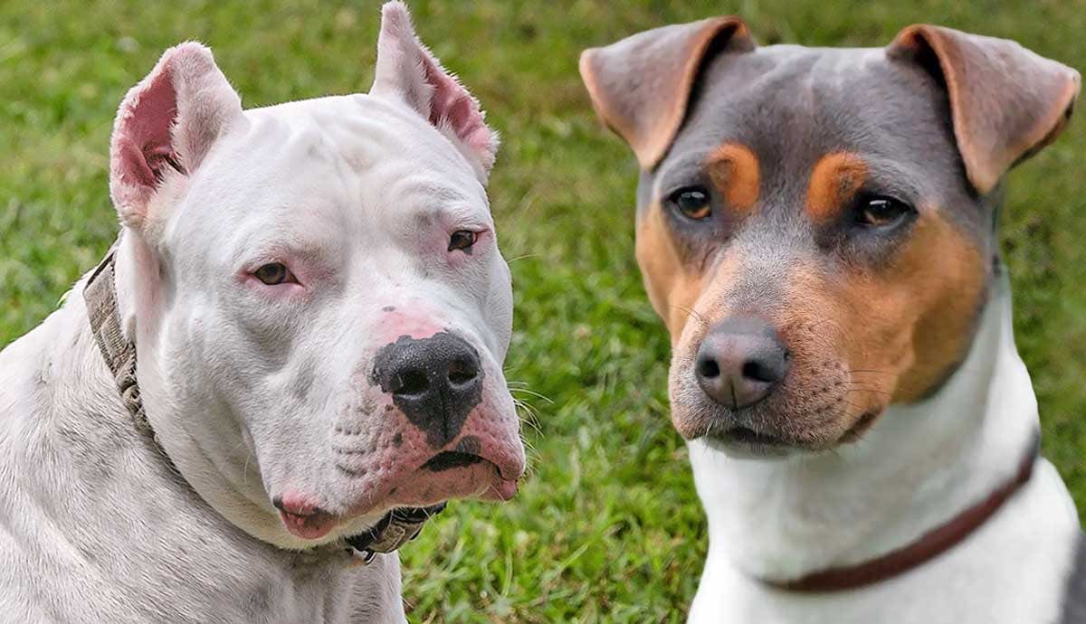5 South American Dog Breeds
