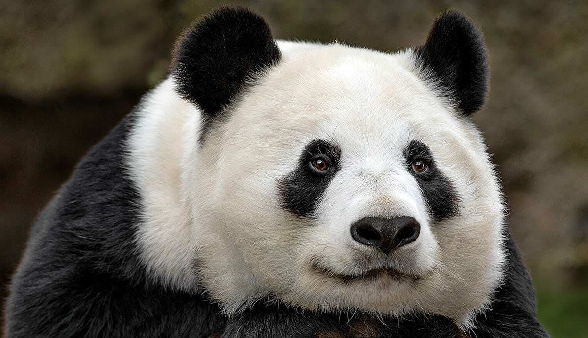 6 Strange Facts About Giant Pandas