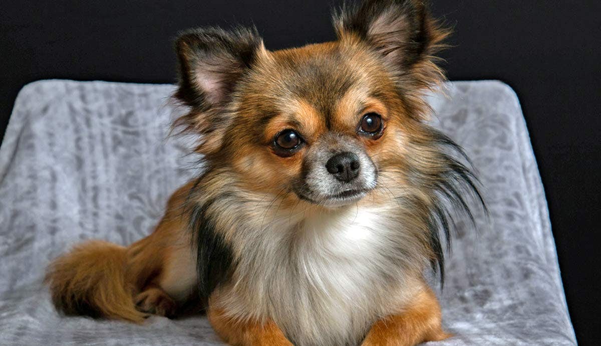 The Pros and Cons of Owning a Chihuahua