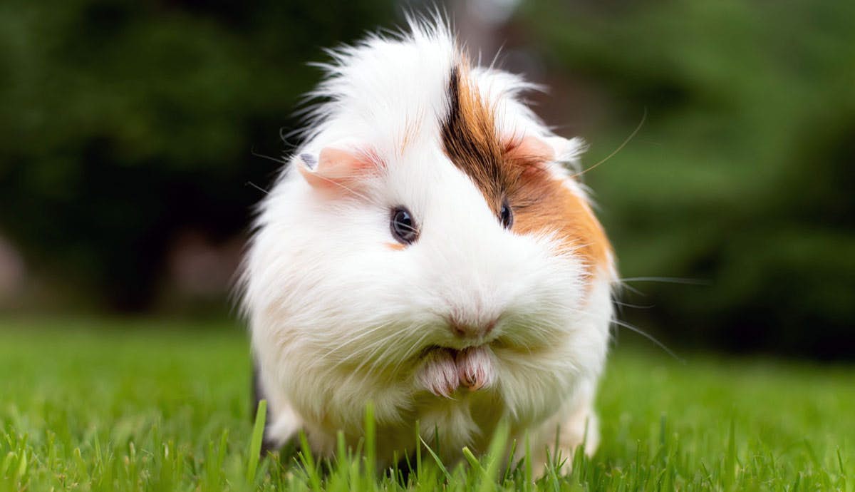 10 Things You Didn’t Know About Guinea Pigs