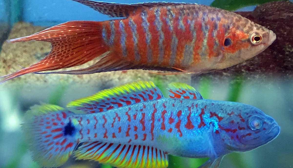 10 Unique Fish to Add to Your Tank