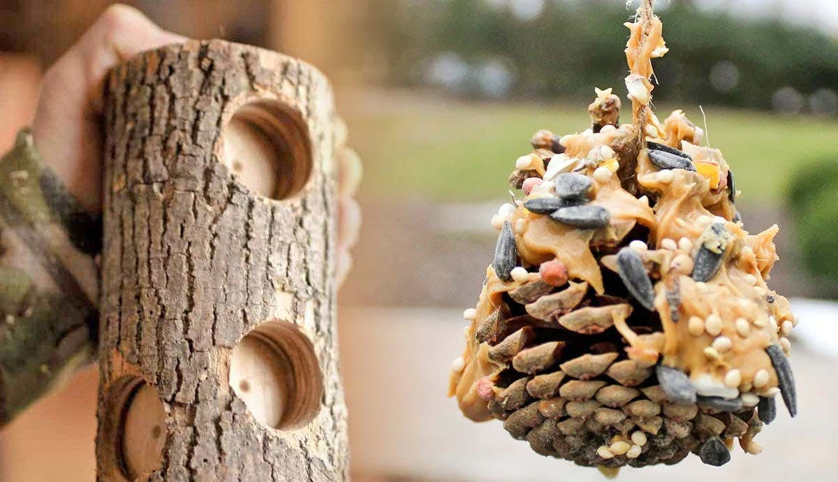 10 Ways to Make a DIY Birdfeeder