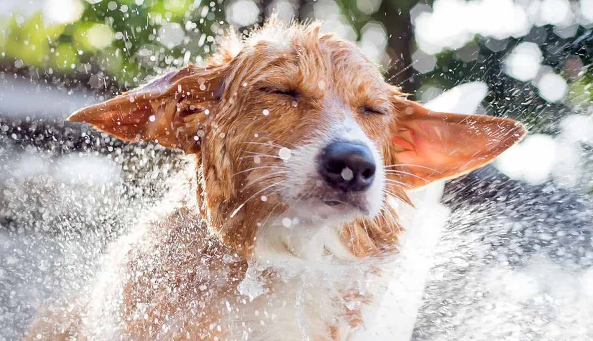 6 Ways to Prevent Heat Exhaustion in Dogs