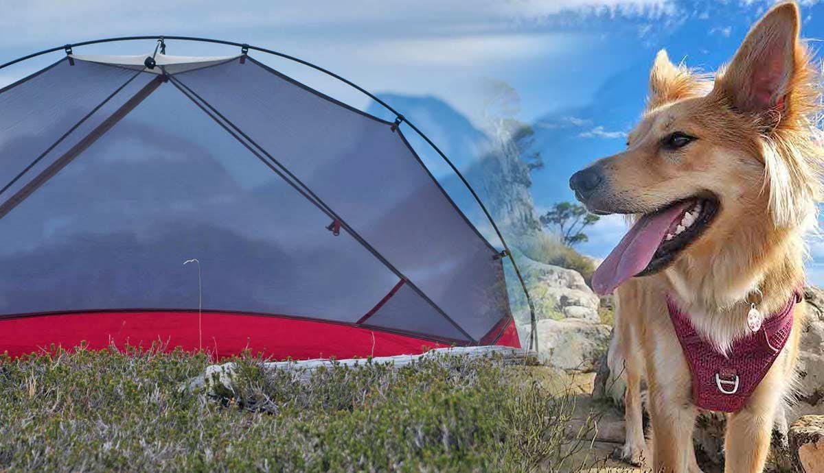 6 Ways to Stay Safe from Wild Animals While Camping