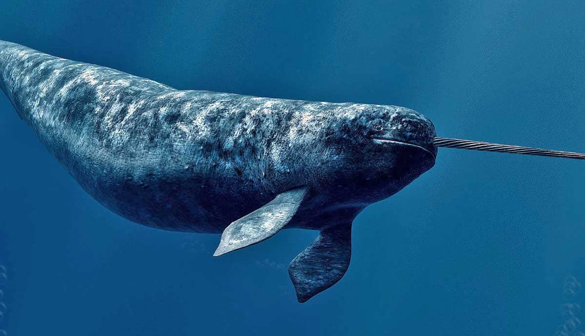 7 Facts About Narwhals: The Unicorns of the Sea