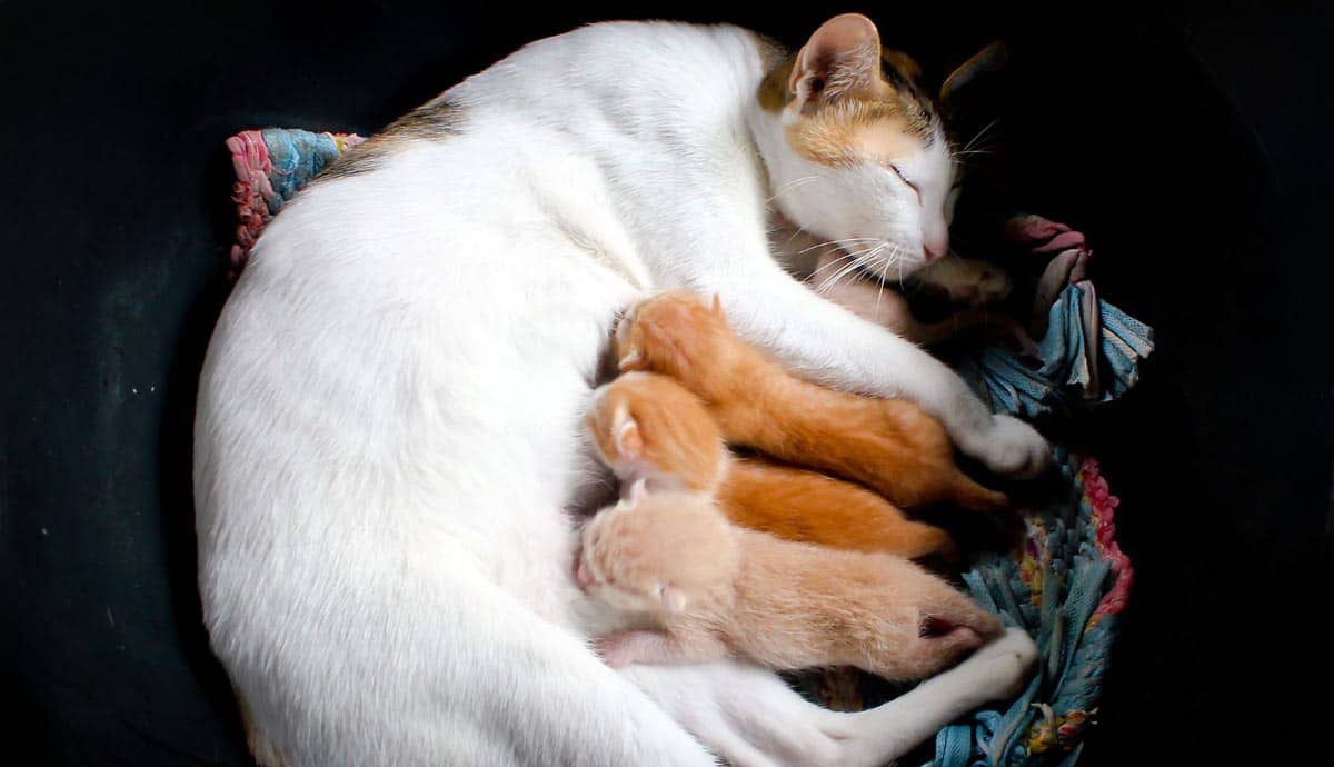 How Long Are Cats Pregnant? You May be Surprised!