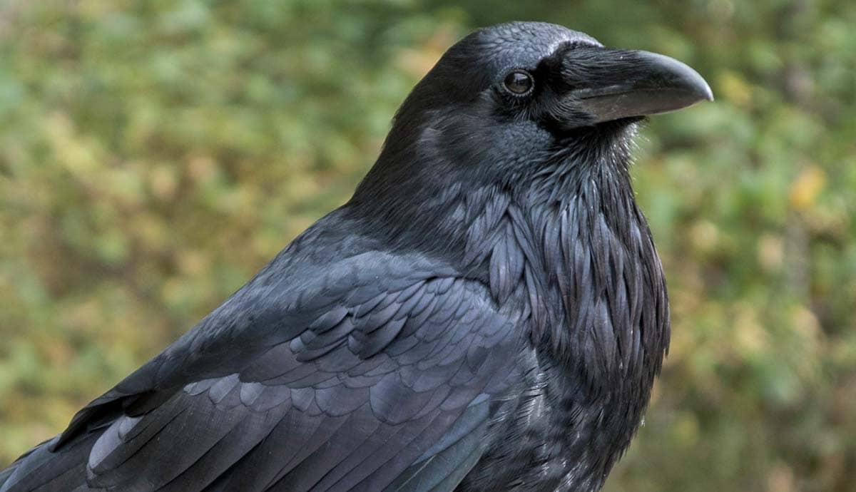 12 Amazing Facts About Ravens