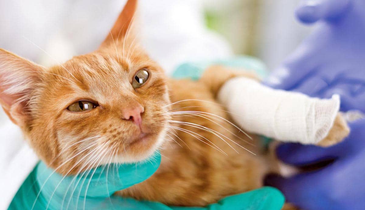 5 Common Cat Paw Injuries & Treatments