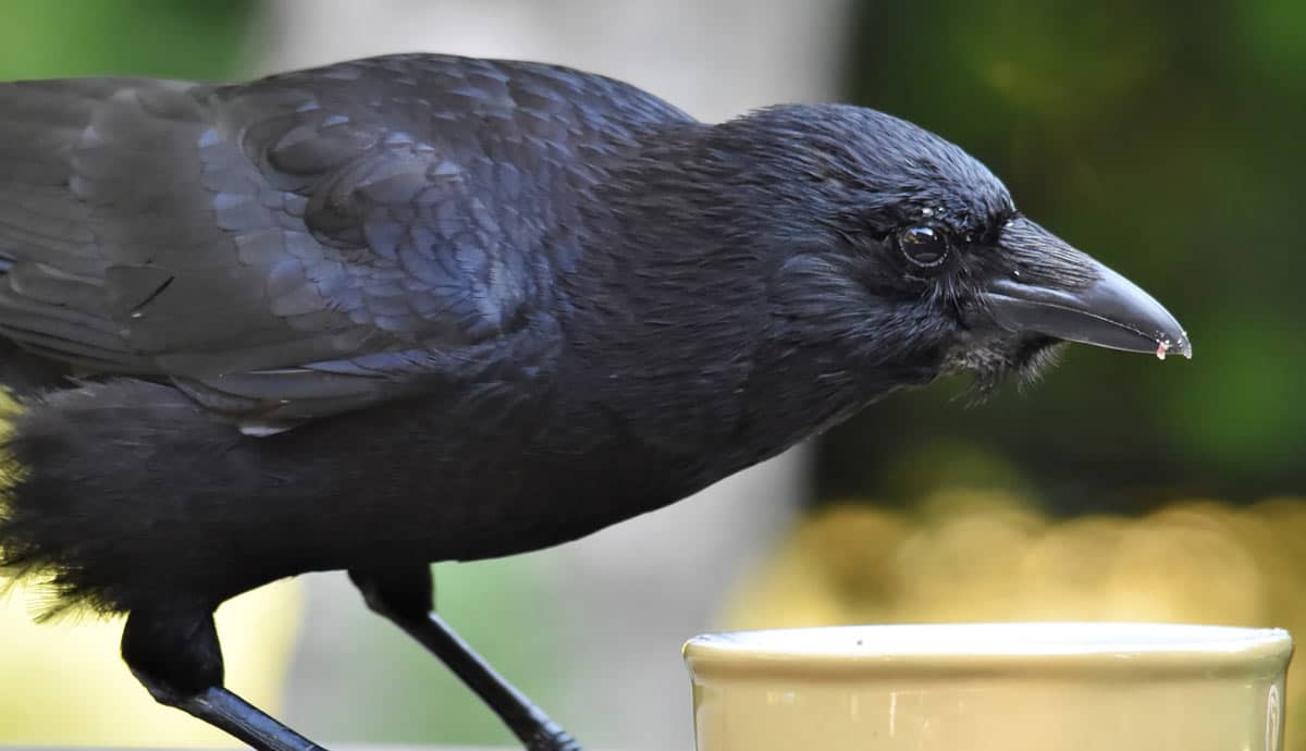 Do Crows Make Good Pets?