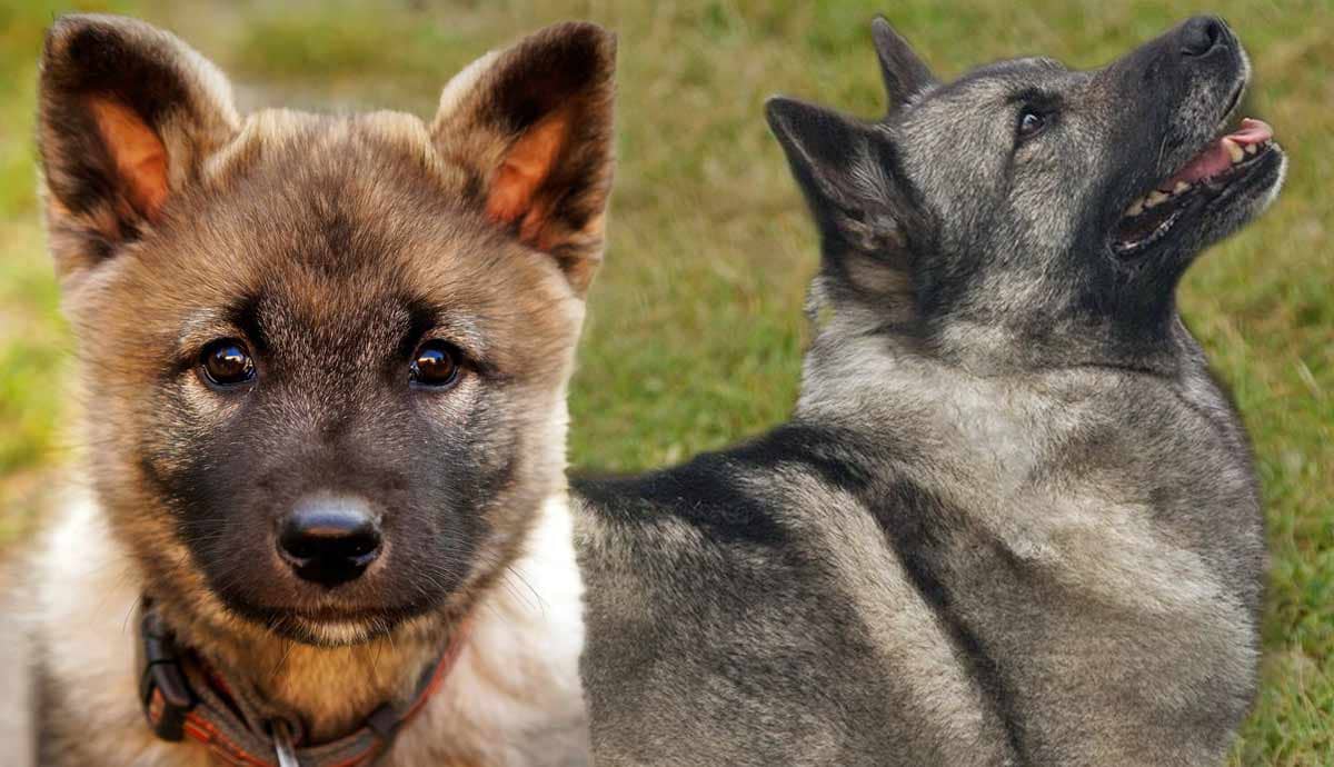 5 Dog Breeds from Norway