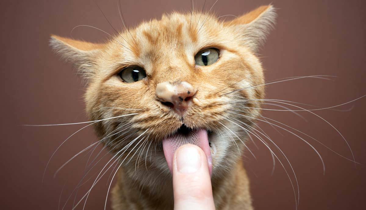 5 Easy to Teach Cat Tricks