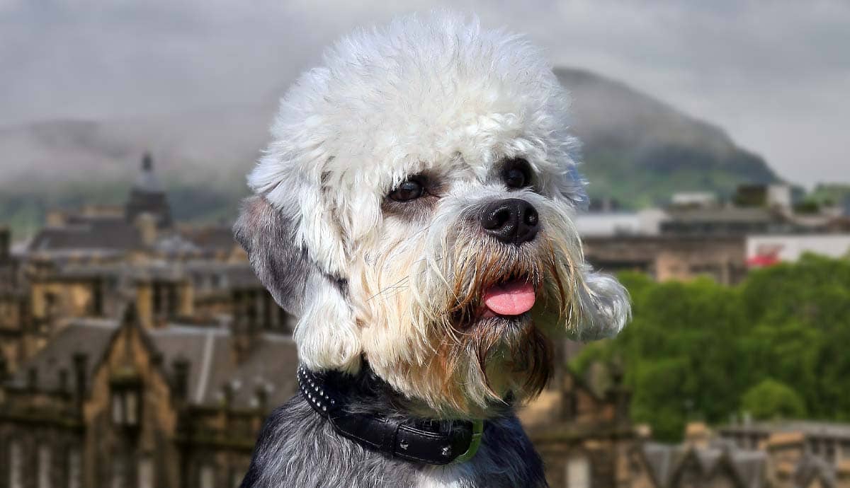 8 Facts About the Dandie Dinmont Terrier