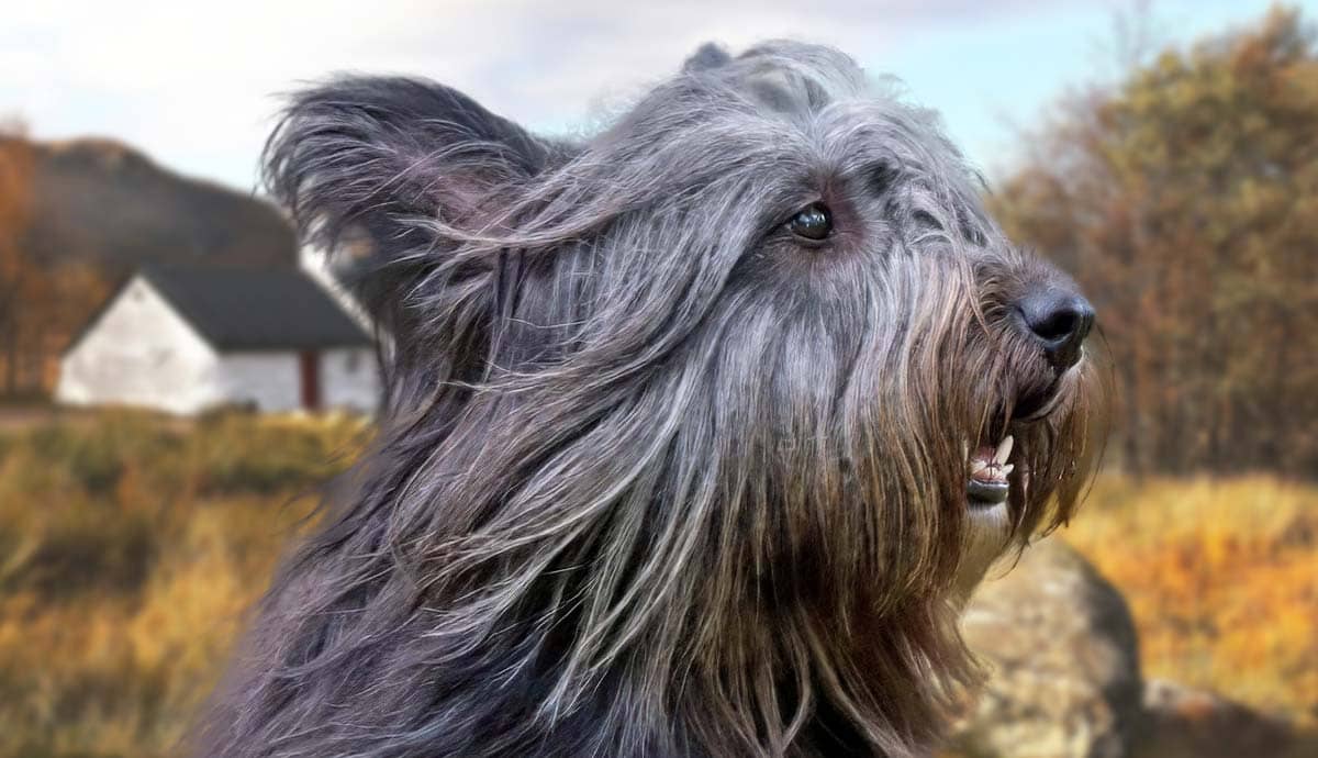 8 Facts About The Skye Terrier: A Rare Scottish Breed