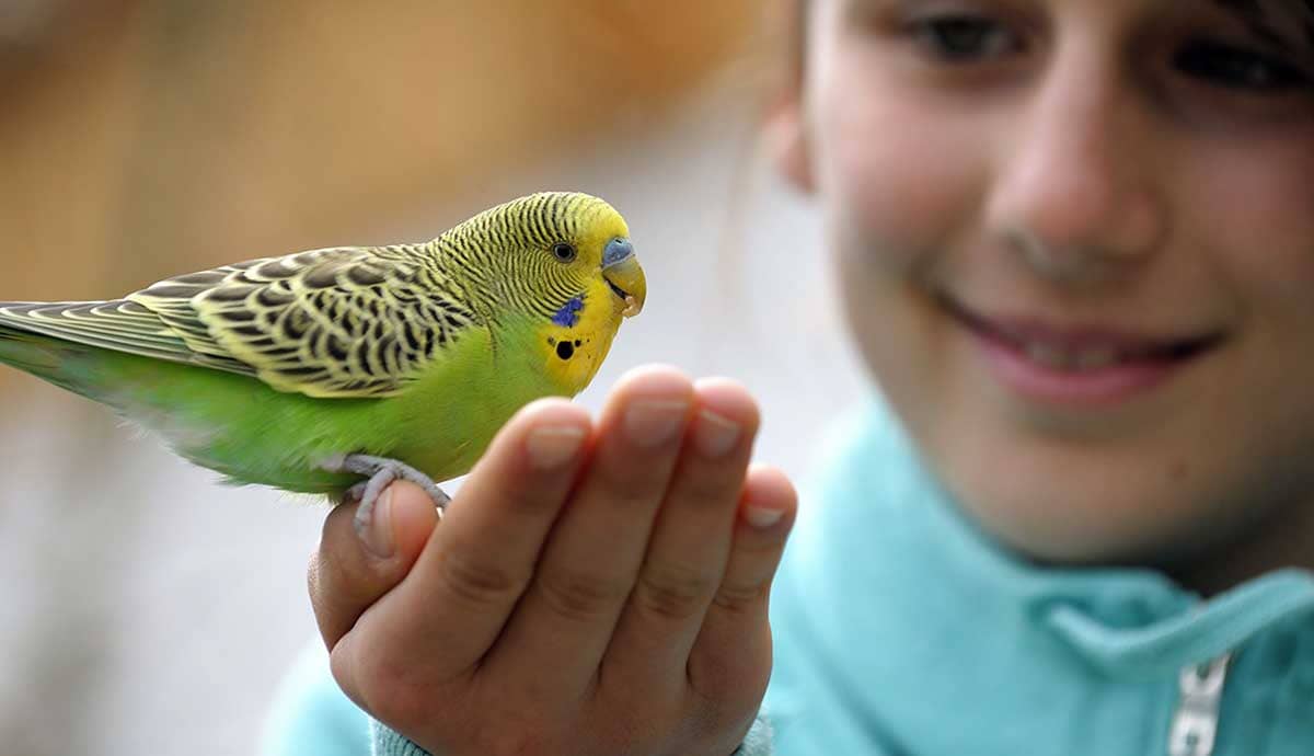 10 Ways to Build a Strong Bond with Your Bird