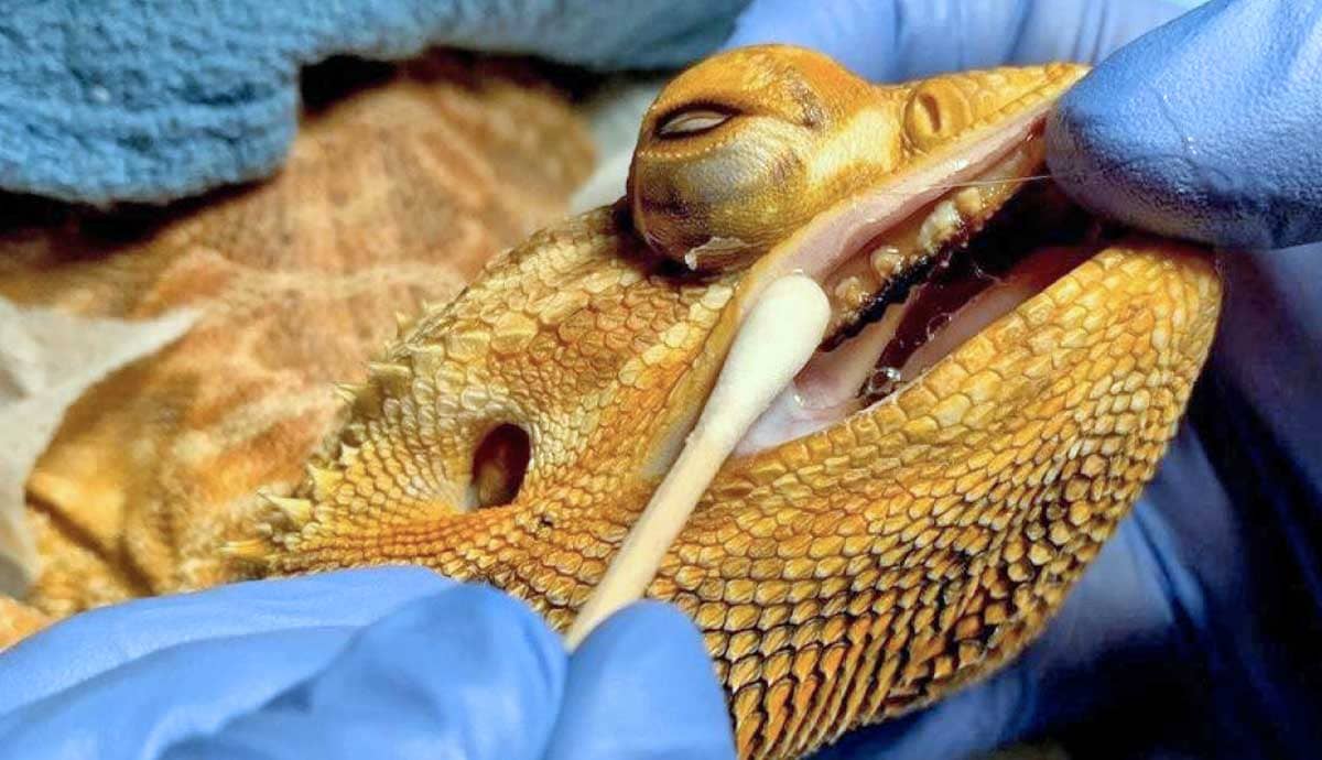 7 Illnesses That Affect Bearded Dragons