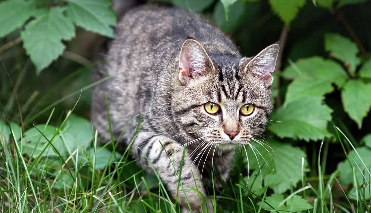 Understanding Your Cat’s Hunting Instincts: What Owners Should Know