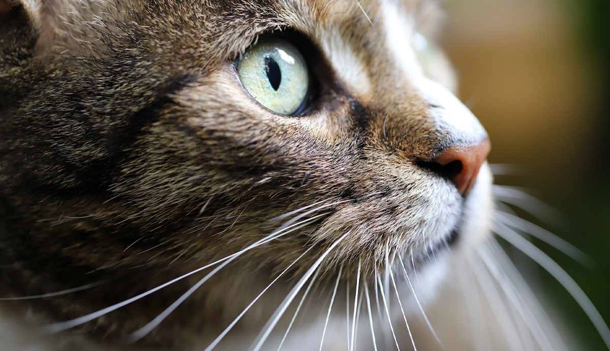 Why Do Cats Have Whiskers?