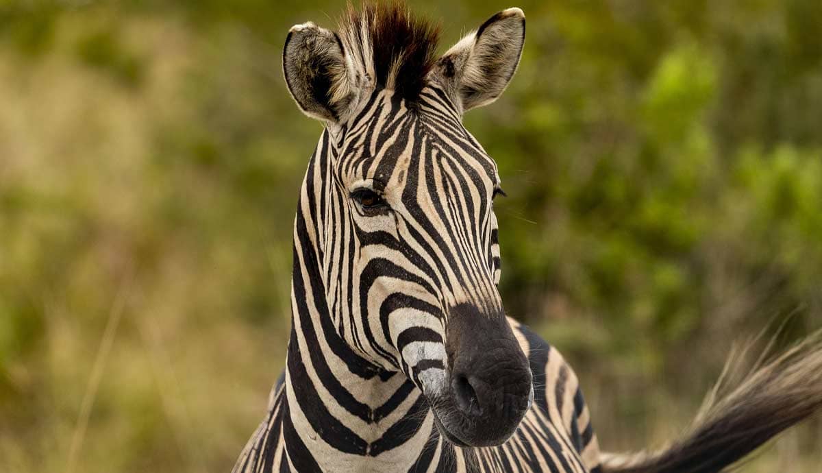 Why Do Zebras Have Stripes?