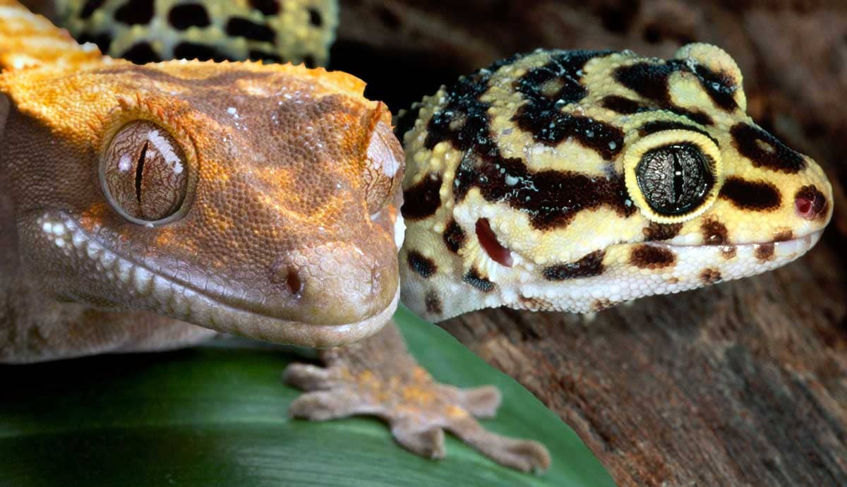 6 Best Pet Reptiles for Kids