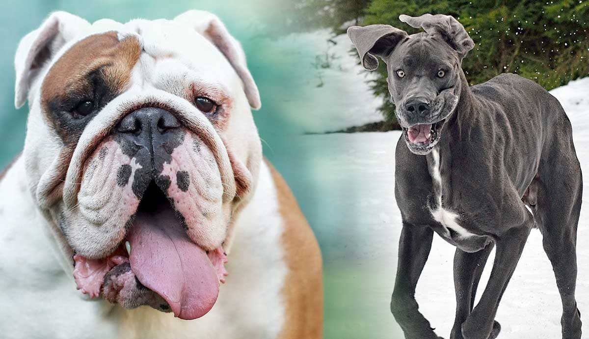 8 Calm Dog Breeds to Adopt