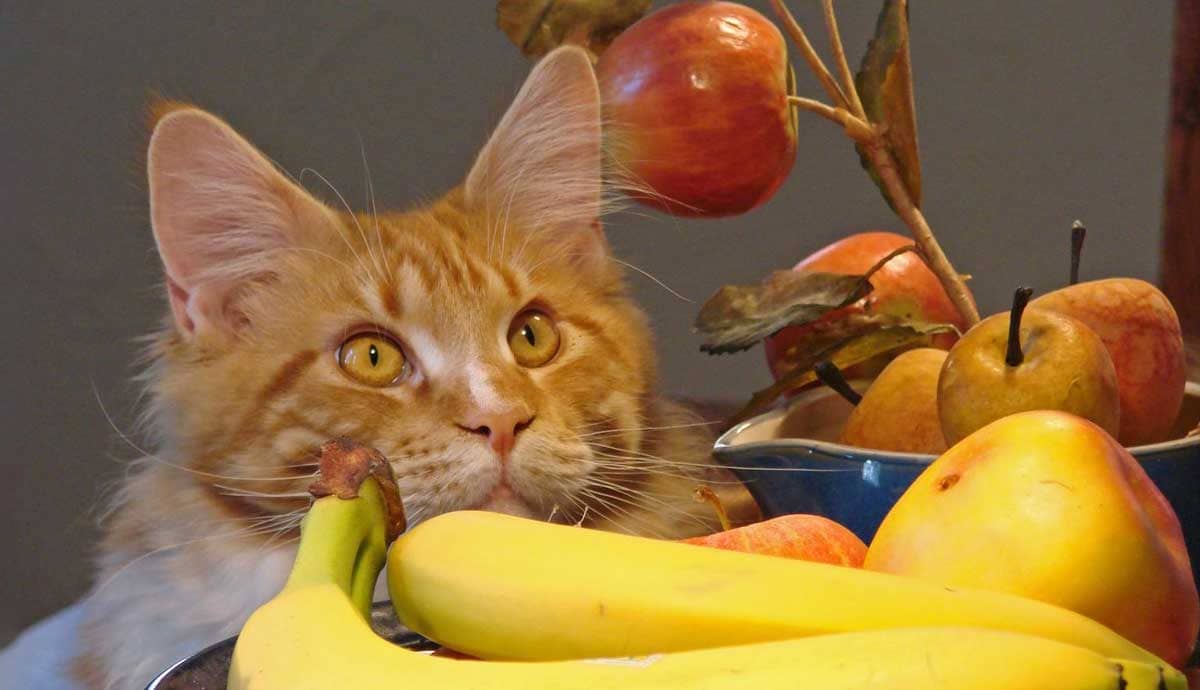 Can Cats Eat Fruit?