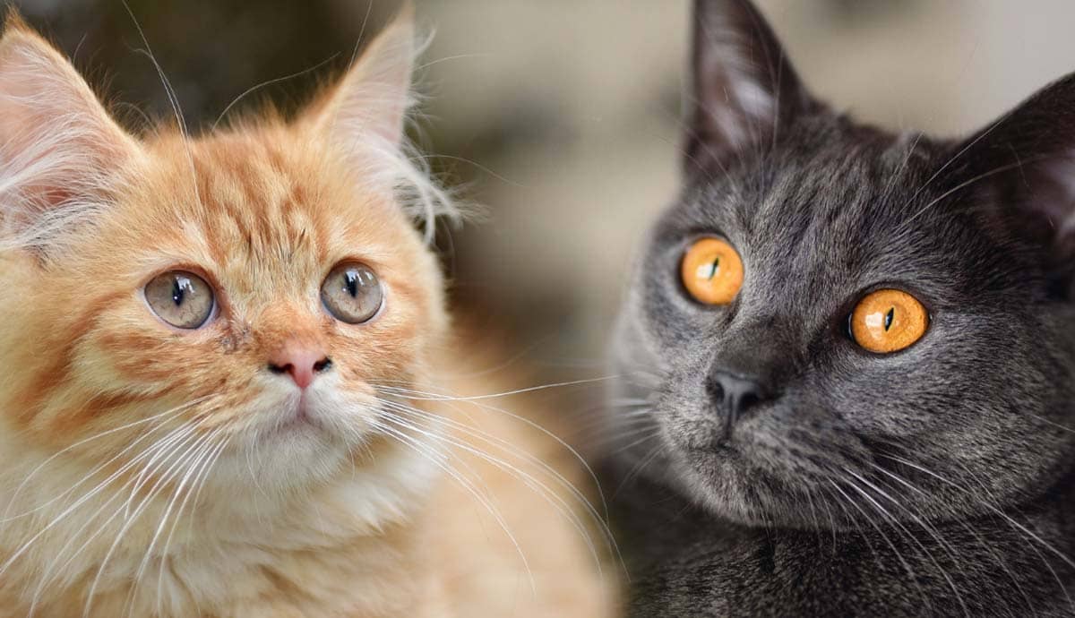 5 Cat Breeds with Unique Features