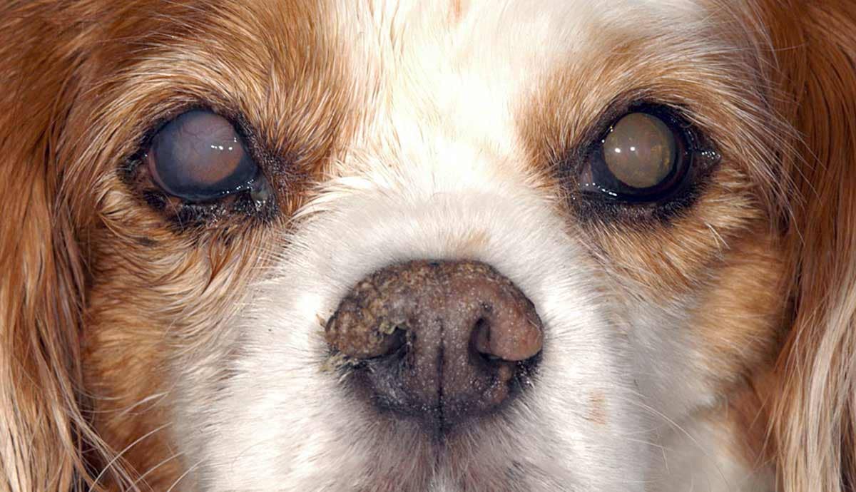 7 Common Eye Problems in Dogs