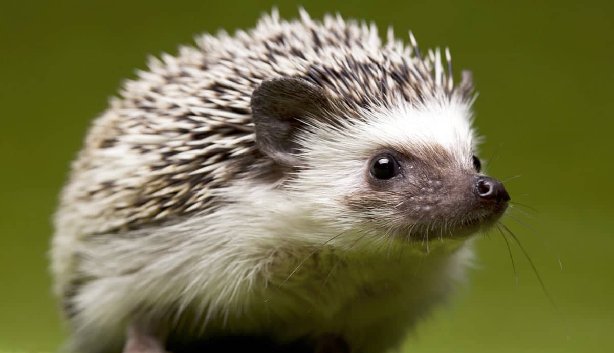 10 Common Misconceptions About Pet Hedgehogs