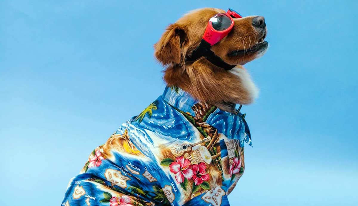 9 Costume Ideas for Your Pets