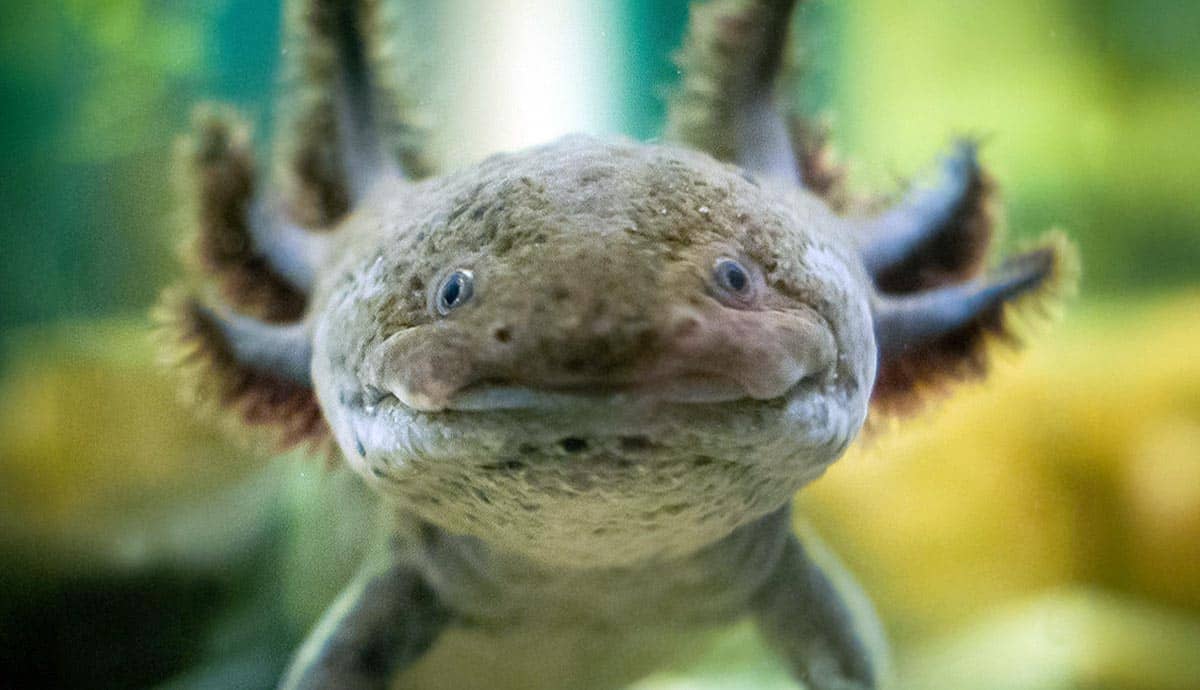 Do Axolotls Love Their Owners?