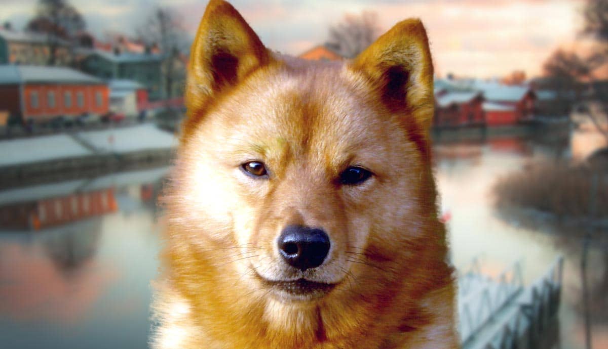 11 Facts About the Finnish Spitz: Finland’s National Dog