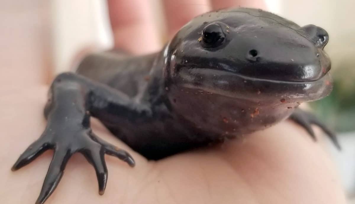 My Axolotl Morphed: What Now?