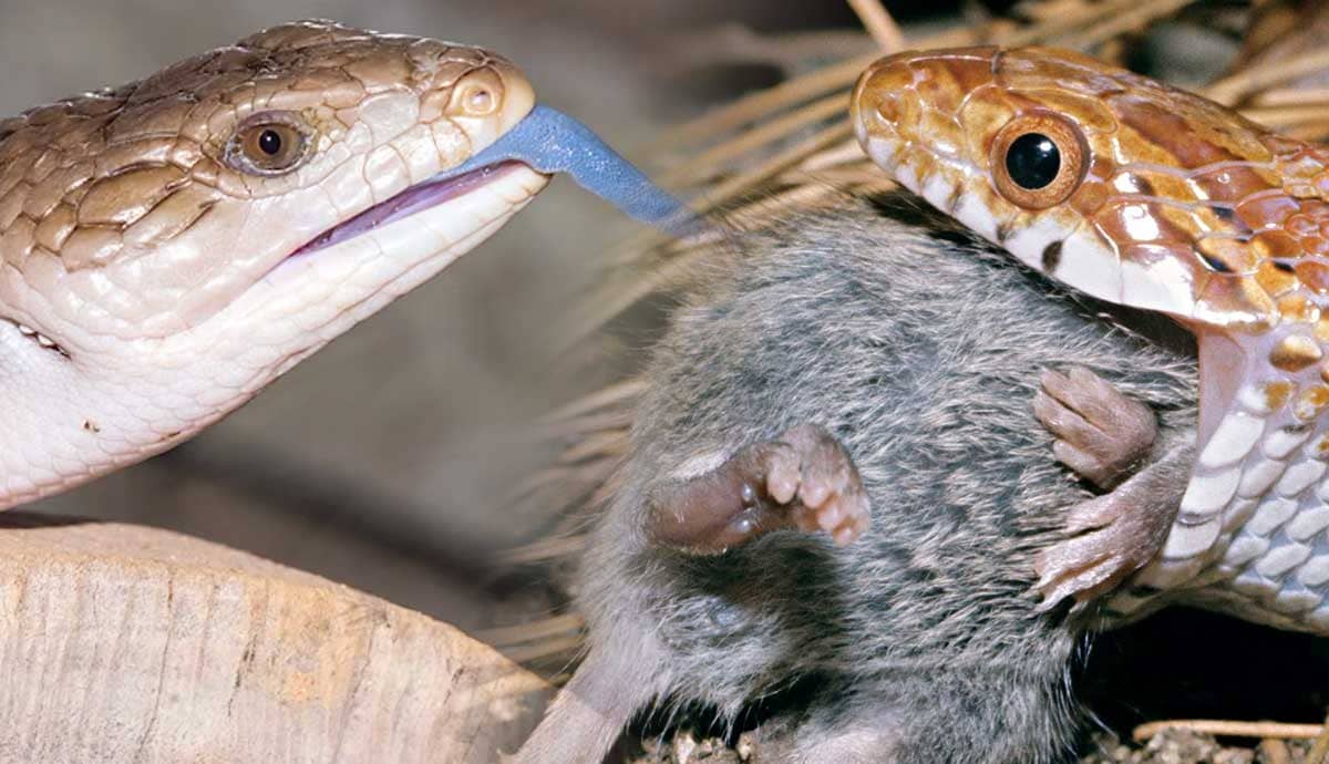 5 Reptiles That Eat Live Mice