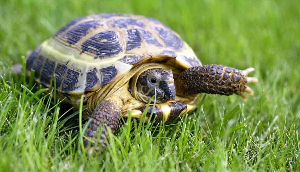 Do Russian Tortoises Make Good Pets?