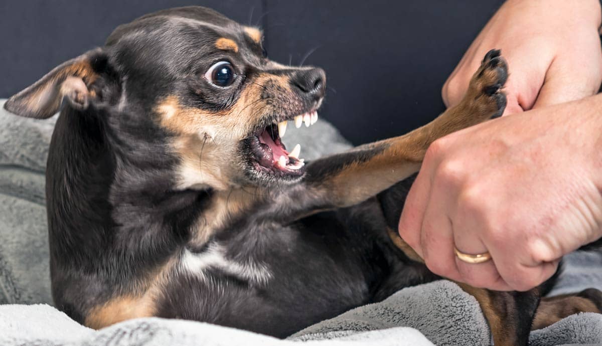 5 Signs You’re a Bad Pet Parent